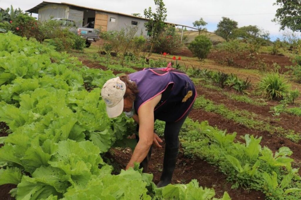 Galapagos farmers achieve 40% local food self-sufficiency
