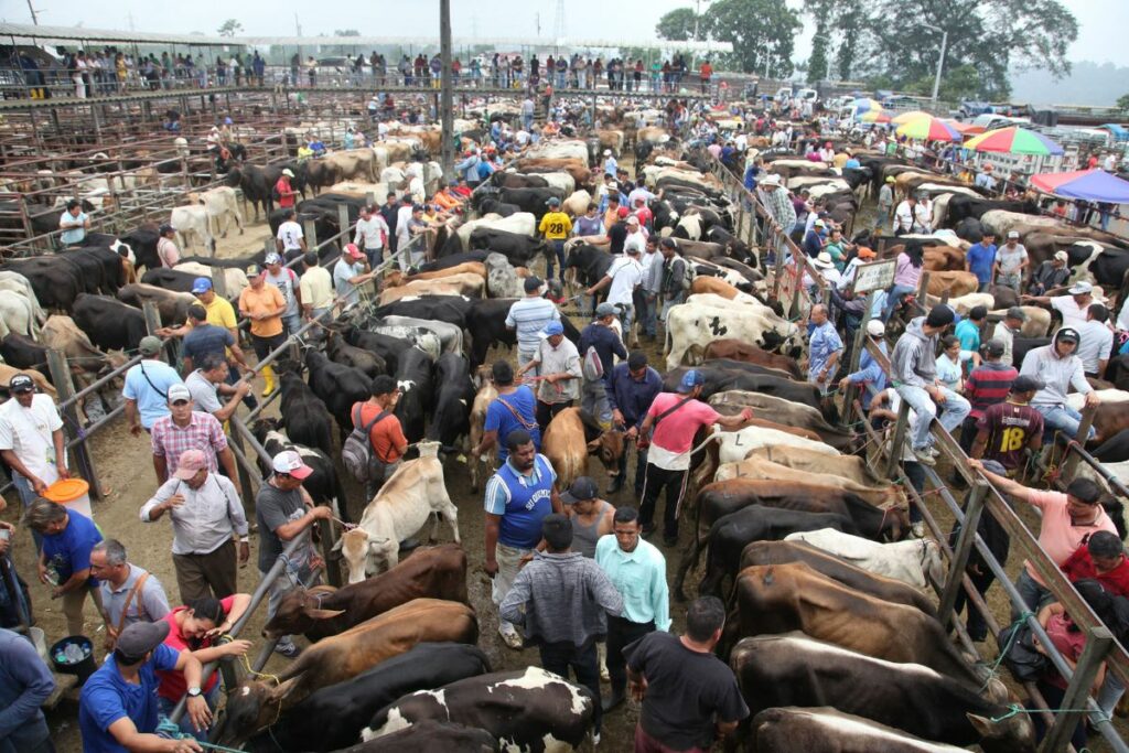A la feria de comercialización de ganado de Santo Domingo llegaron 4 000 animales, cuando normalmente son 5 000 en un día de ventas.