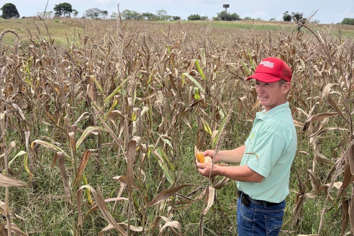 Ecuador estrena una innovación en el seguro agrícola para proteger a los productores