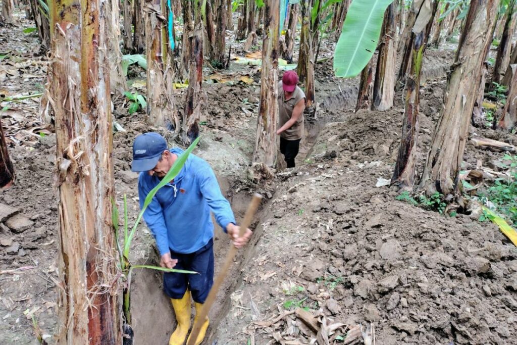 El Ministerio de Agricultura implementará el seguro agrícola subvencionado con su programa Agroprotege ante el fenómeno de El Niño.