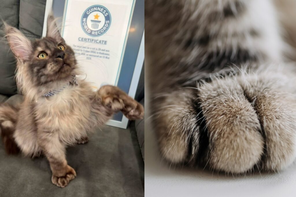 Cat with 29 toes breaks Guinness World Record