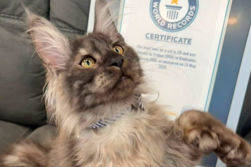 El gato con 29 dedos que entró al récord Guinness: la historia de Erebus Anomaly.