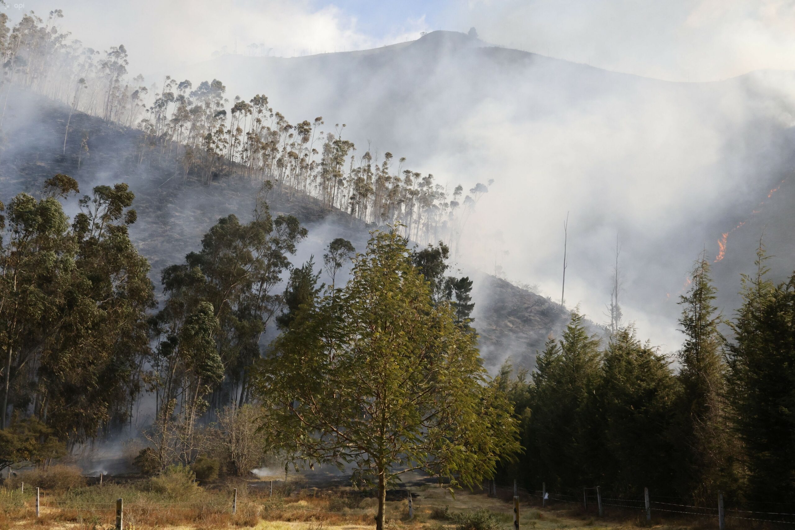Incendios forestales en Quito: ¿por qué se producen y cuáles son sus causas?