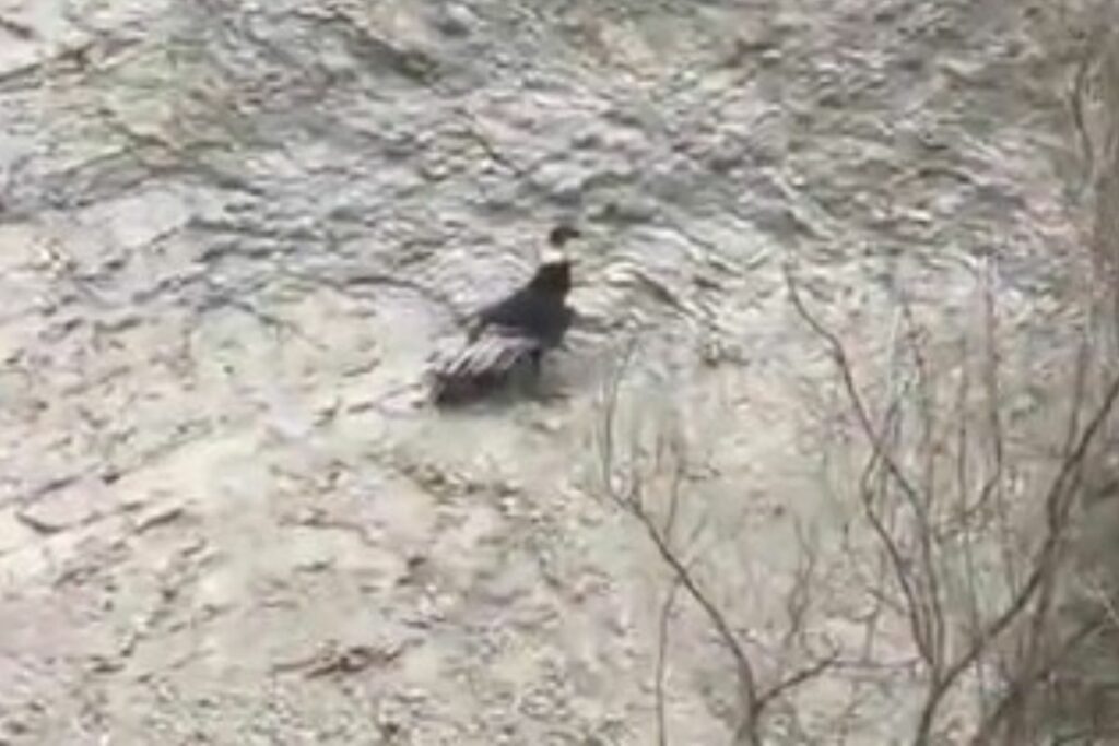 Esta cóndor podría aprovechar carroñas que también buscan los gallinazos de cabeza roja y cabeza negra para alimentarse. Foto: Captura de pantalla