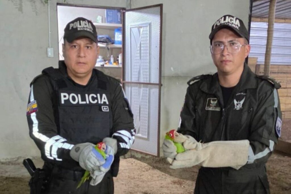 La Policía rescató a dos pericos caretirrojos.