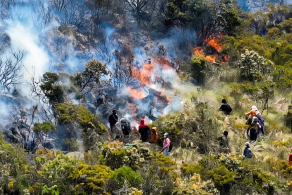 Comuneros y autoridades recorren el sector Las Antenas luchando contra el incendio forestal en Cotacachi-Cayapas.
