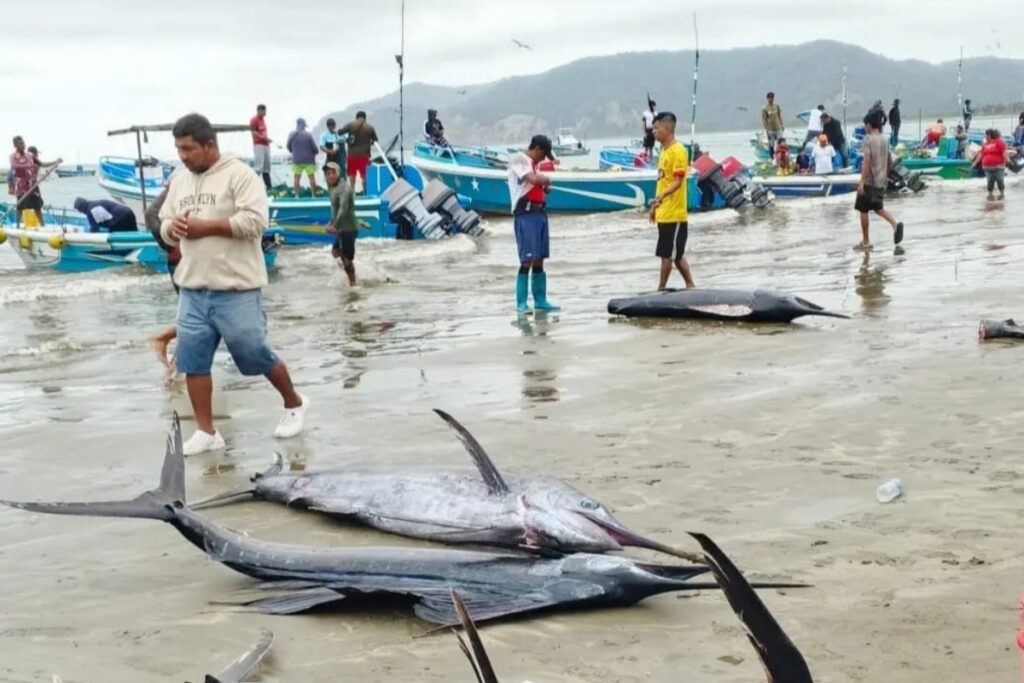 La pesca artesanal siente el impacto del fenómeno de El Niño en el perfil costero de Ecuador.