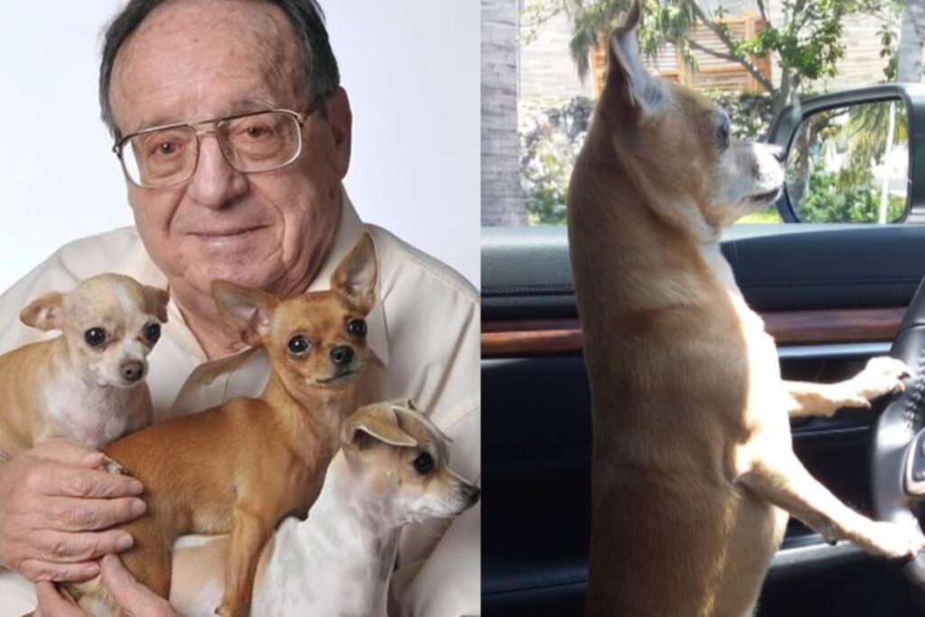 Perros de Roberto Gómez Bolaños.