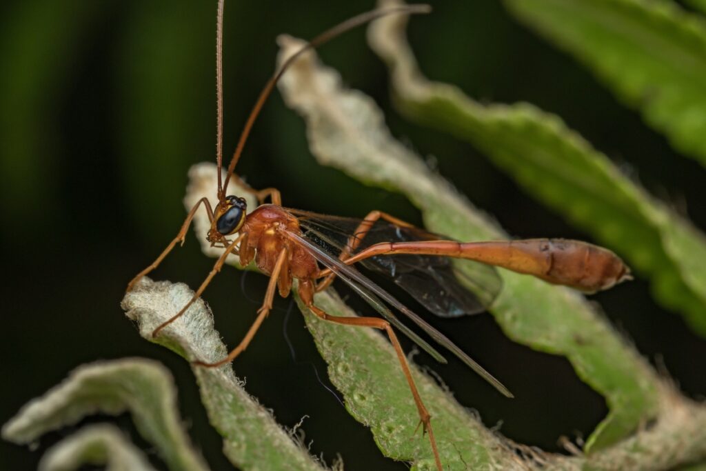 Avispa de Darwin, Enicospilus donor (Ichneumonidae), posada sobre un helecho. Foto: Jeremy Squire - FCD.