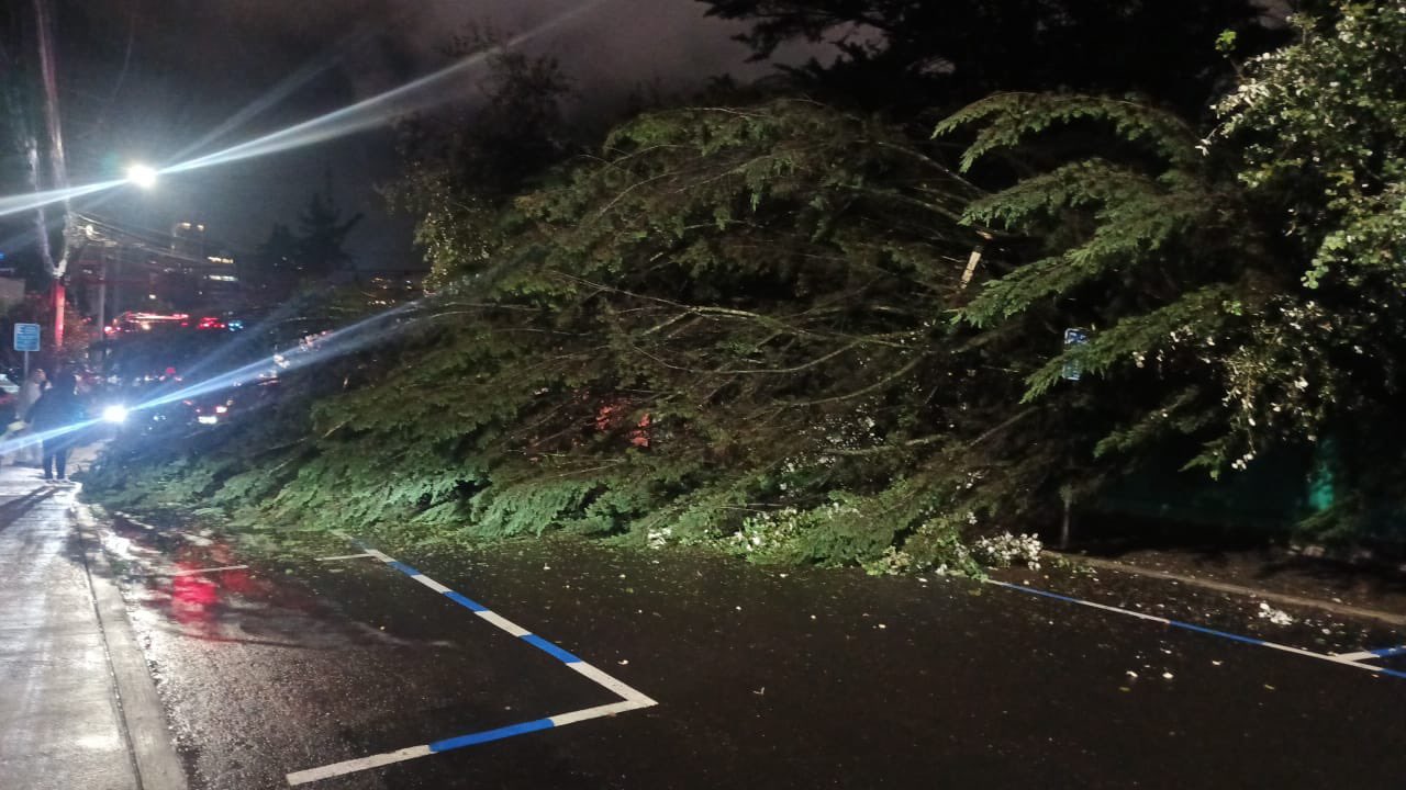 Caída de árbol deja sin luz al sector de Iñaquito