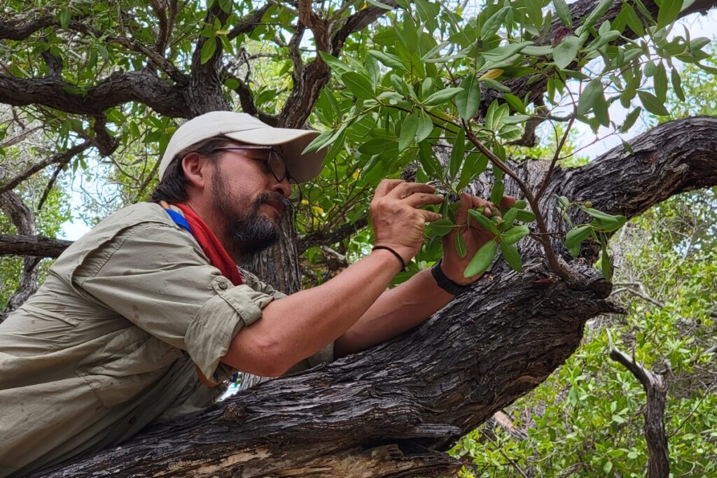 Henri Herrera, líder del proyecto, recolecta hormigas sobre un mangle en la isla Santiago. Foto Patricio Picón-Rentería.