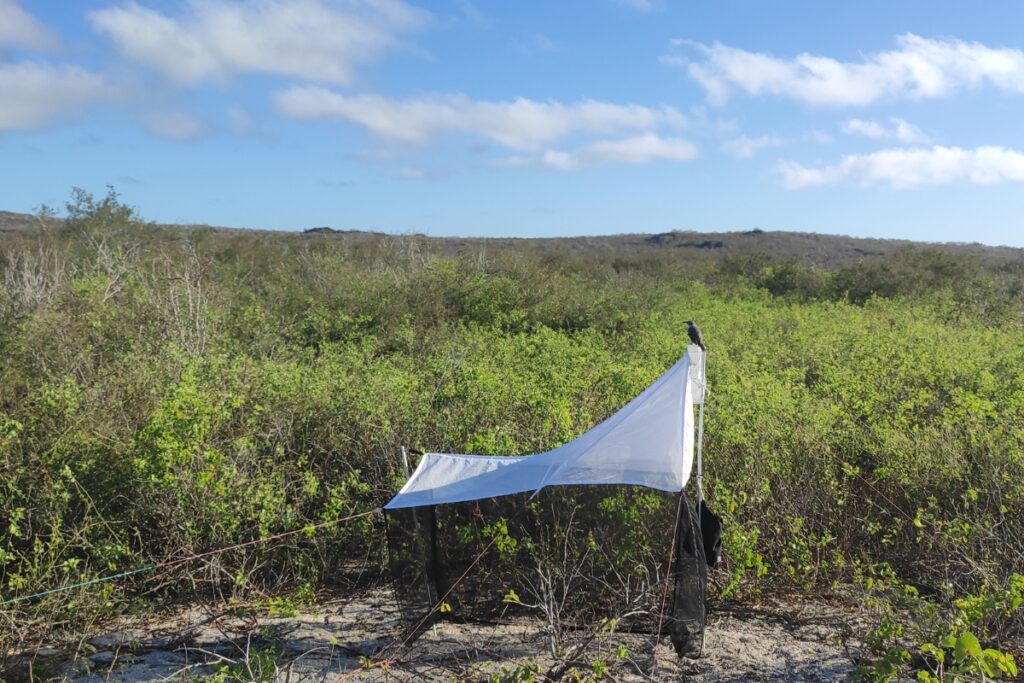 Trampa Malaise instalada en la isla Española, con un cucuve de Española (Mimus macdonaldi) posado sobre la trampa.
Fotografía Patricio Picón-Rentería.
